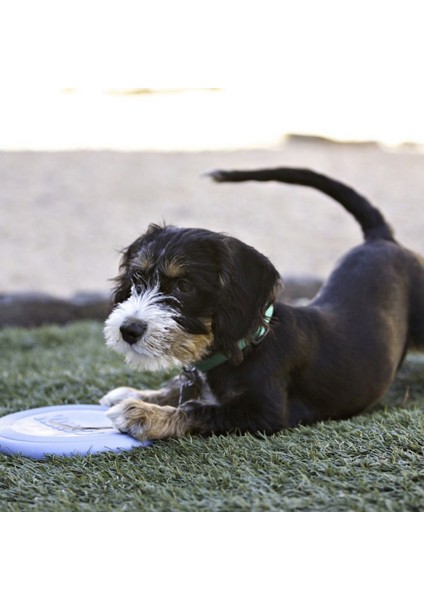 Puppy Yavru Köpek İçin Frizbi