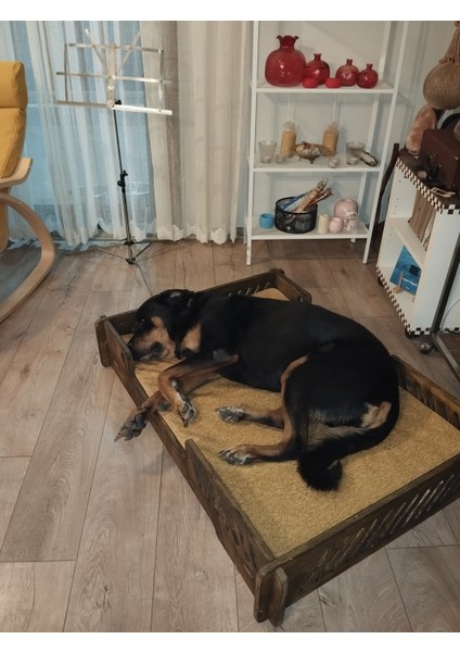 Bilbao Xxl Büyük Köpek Yatağı. 70*100 cm Şık Tasarım Rahat Minderi ile Beraber indirimleri