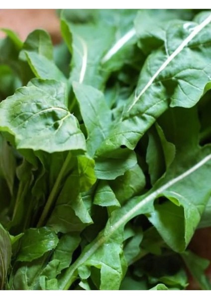 İri Yaprak Roka Tohumu 5 gr Tohum Aksaray Tohumculuk