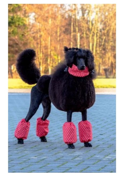 Polka Dots Standart Boy Poodle Için Paça Tüyü Koruyucu Kılıf 4'lü Set