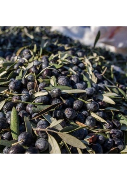 Tüplü Yağlık ve Yemelik Elazığ Zeytini Fidanı
