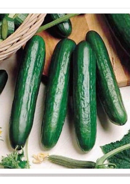 Beith Alpha Salatalık Tohumu 5 gr Tohum Aksaray Tohumculuk