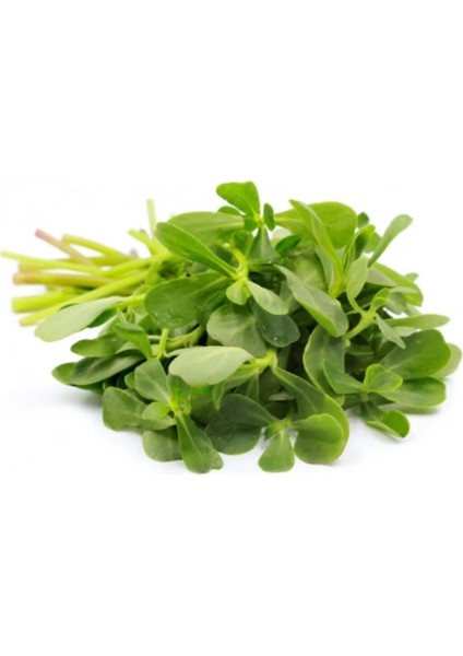 Standart Semizotu Tohumu 50 gr Tohum Aksaray Tohumculuk