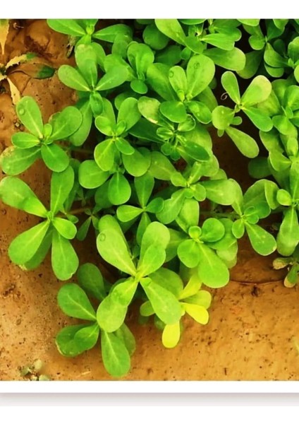 Semizotu Tohumu 100 gr Tohum Aksaray Tohumculuk