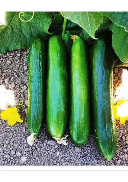 Standart Salatalık Tohumun 1 gr Tohum Aksaray Tohumculuk