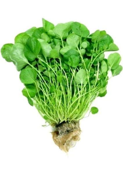 Standart Tere Tohumu 400 Adet Tohum Aksaray Tohumculuk