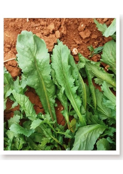 Tere Tohumu 400 Adet Tohum Aksaray Tohumculuk