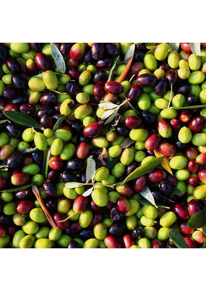 Tüm Iklimlere Uygun Tüplü Sofralık ve Sıkımlık Ordu Zeytini Fidanı