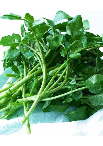 İnce Yapraklı Tere Tohumu 50 gr Tere Aksaray Tohumculuk
