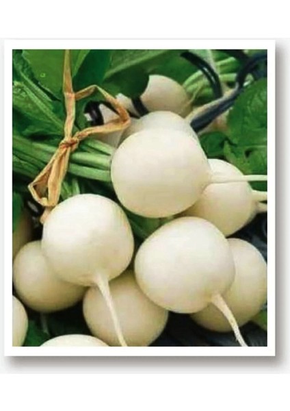 Beyaz Turp Tohumu 400 Adet Tohum Aksaray Tohumculuk