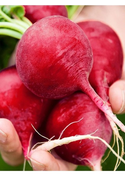 İri Kırmızı Turp Tohumu 100 Adet Tohum Aksaray Tohumculuk