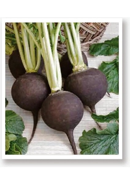 Siyah Turp Tohumu 100 gr Tohum Aksaray Tohumculuk