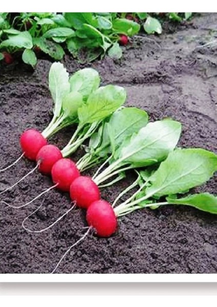 Fındık Turp Tohumu 10 gr Tohum Aksaray Tohumculuk