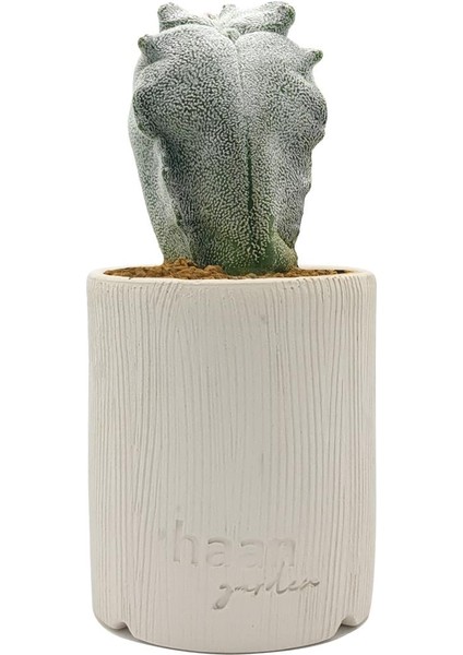 Astrophytum Myriostigma Kikko Coahuilense / Kaktus