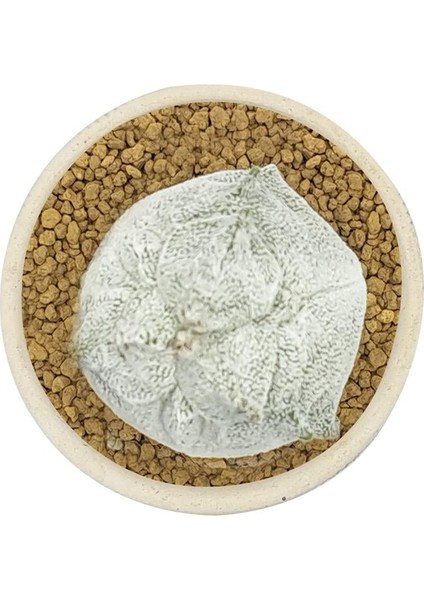 Astrophytum Myriostigma Kikko Coahuilense / Kaktus