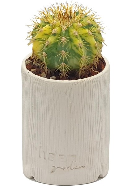 Gymnocalcium Variegata / Kaktüs