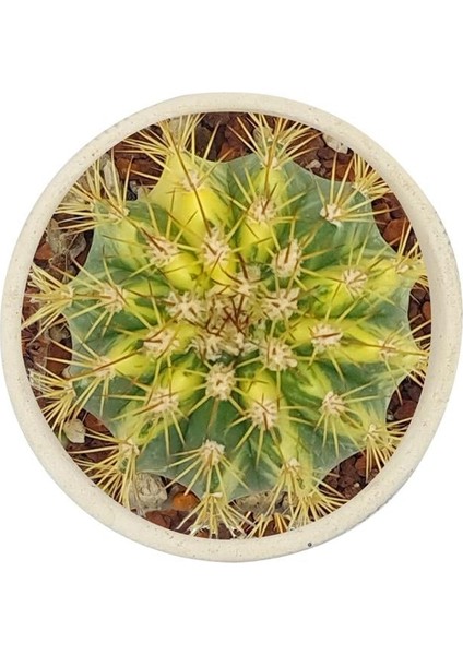 Gymnocalcium Variegata / Kaktüs modelleri