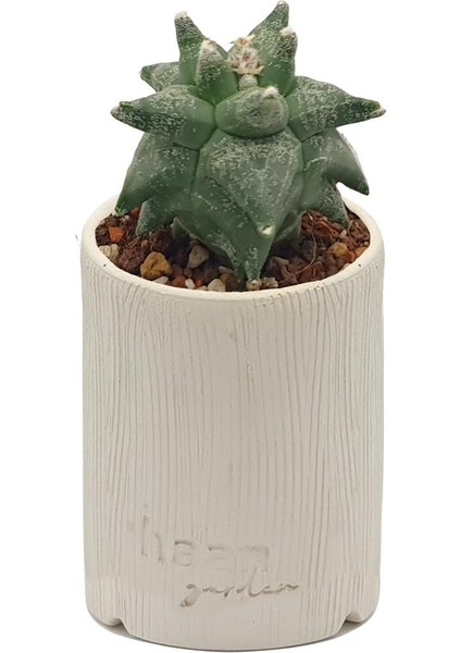 Astrophytum Asterias Kikko / Kaktüs