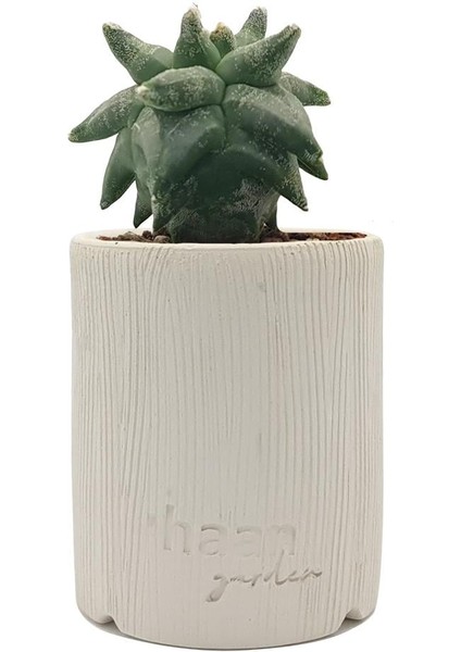 Astrophytum Asterias Kikko / Kaktüs