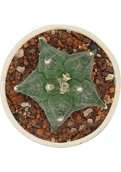 Astrophytum Asterias Kikko / Kaktüs