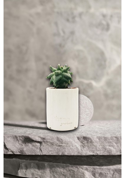 Astrophytum Asterias Kikko / Kaktüs