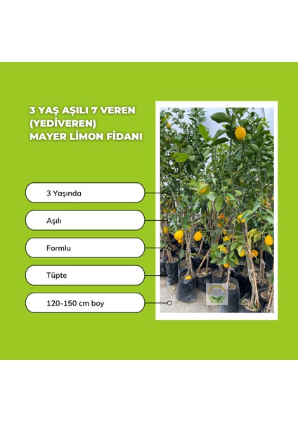 3 Yaş Aşılı 7 Veren(Yediveren) Mayer Limon Fidanı