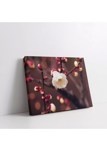 Kiraç Çiçeği Kanvas Tablo fiyatları