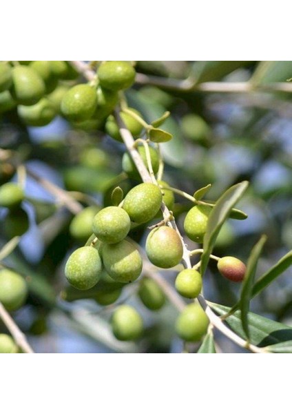 Sınırlı Sayıda Yağlık ve Sofralık Tüplü Ispanya - Manzanilla Zeytini Fidanı