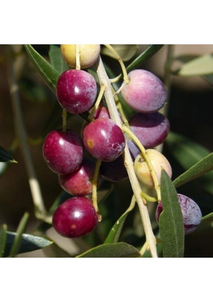 Sınırlı Stok Tüplü Kalamata Zeytini (Yunan Menşei) Fidanı