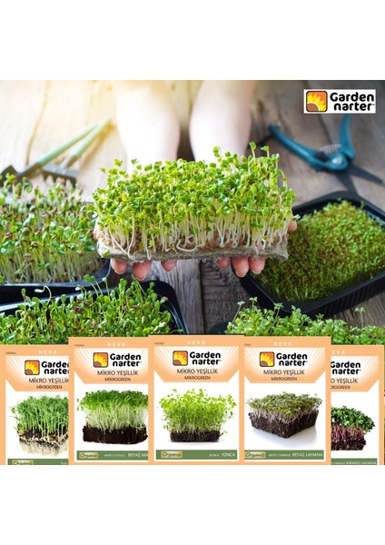 5 Paket Mikro Yeşillik Için Microgreen Organik Marul Lahana Yonca Bezelye Kırmızı Lahana Tohumu