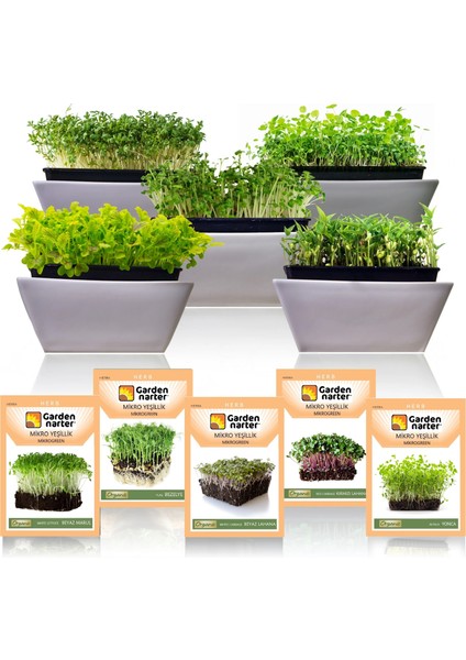 5 Paket Mikro Yeşillik Için Microgreen Organik Marul Lahana Yonca Bezelye Kırmızı Lahana Tohumu