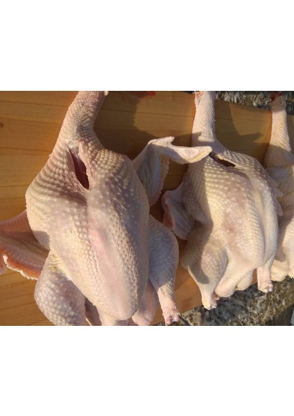 organik yaylım köy hindisi ( 3,2 - 4 kg ) full organik indirimleri