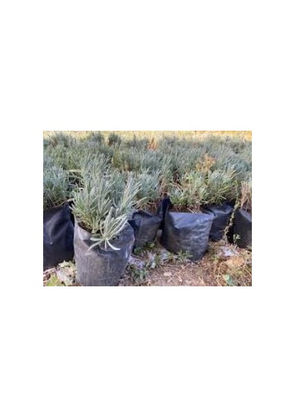 Lavanta Fidanı 2 Adet 15-25 cm Intermedia