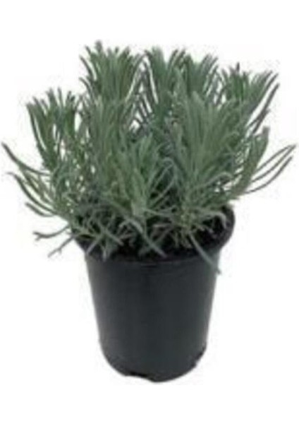 Lavanta Fidanı 1 Adet 10-30 cm 1 Yaş (Lavandula Intermedia)
