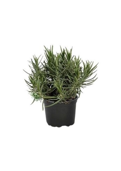 Lavanta Fidanı 4 Adet 15-25 cm Intermedia