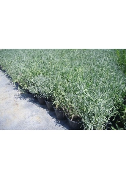 Kuzeybatı Moru Lavanta Fidanı 2 Adet 20-30 cm (Lavandula Intermedia)