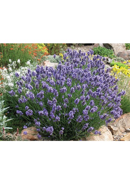 Kuzeybatı Moru Lavanta Fidanı 2 Adet 20-30 cm (Lavandula Intermedia)