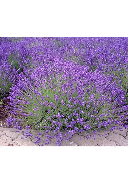 Kuzeybatı Moru Lavanta Fidanı 2 Adet 20-30 cm (Lavandula Intermedia)