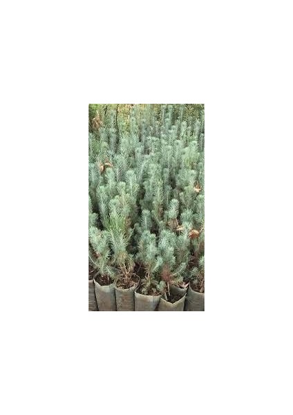 Lavanta Fidanı 20 Adet 15-25 cm Intermedia