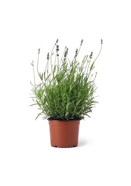 Lavanta Fidanı 20 Adet 15-25 cm Intermedia