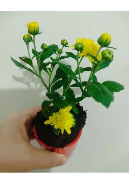 Karışık Renk Kasımpatı Çiçeği Fidanı Fidesi 10-20 cm 1 Adet