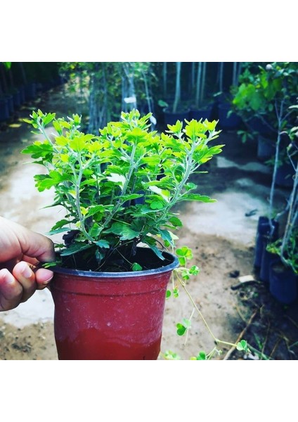 Limoni Sarı Kasımpatı Saksılı Krizantem Chrysanthemum 10-20 cm fırsatları