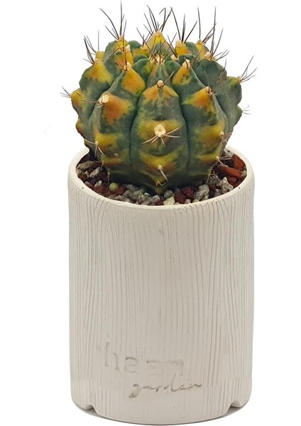 Gymnocalcium Sepia B / Kaktüs