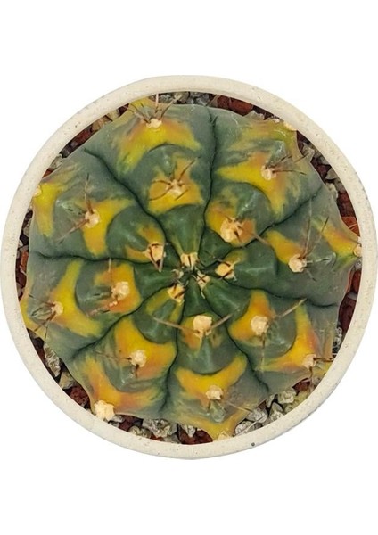 Gymnocalcium Sepia B / Kaktüs modelleri