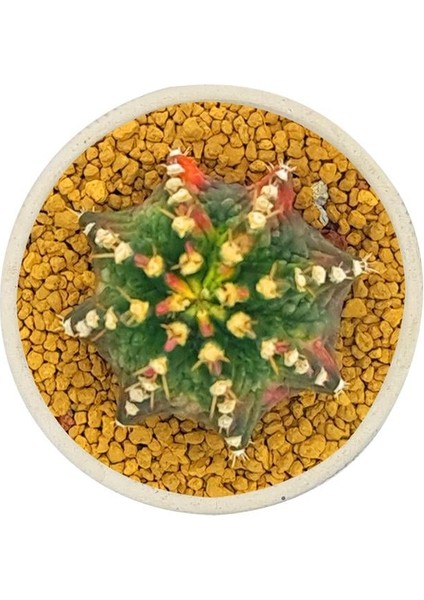 Gymnocalcium T-Rex Variegata / Kaktüs modelleri