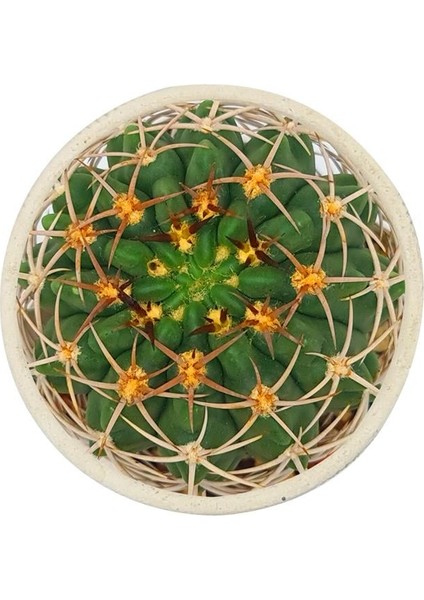 Gymnocalcium Stellatum / Kaktüs modelleri