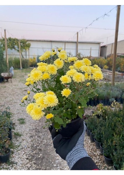 Buğday Sarısı Kasımpatı Krizantem Chrysanthemum Çiçeği 10-20 cm