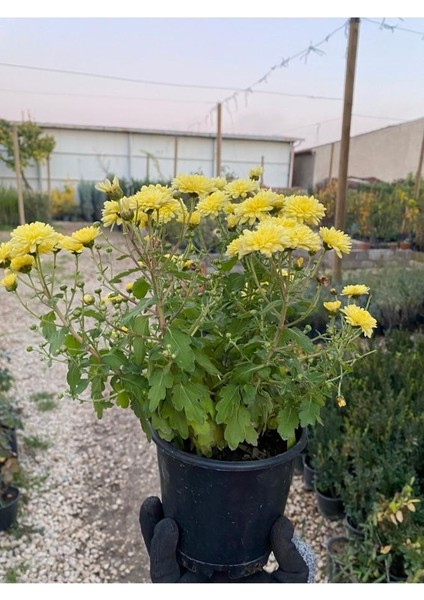 Buğday Sarısı Kasımpatı Krizantem Chrysanthemum Çiçeği 10-20 cm