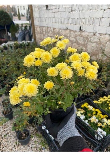Buğday Sarısı Kasımpatı Krizantem Chrysanthemum Çiçeği 10-20 cm