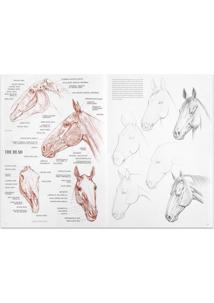 Horses No Atlar N6 - Vinciana Editrice fırsatları